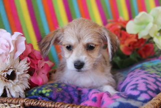 Mutt Dogs for adoption in phoenix, AZ, USA