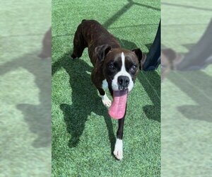 Boxer Dogs for adoption in Norco, CA, USA