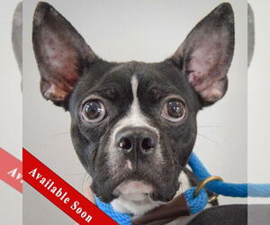 Boston Terrier Dogs for adoption in Huntley, IL, USA