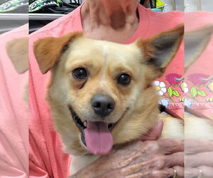 Mutt Dogs for adoption in Ellijay, GA, USA