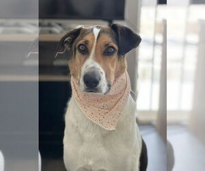 German Shepherd Dog-Unknown Mix Dogs for adoption in Springdale, PA, USA