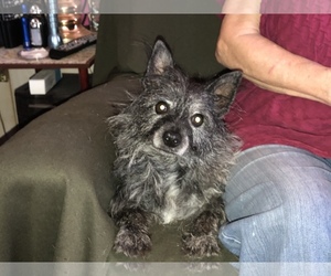 Cairn Terrier Dogs for adoption in Waldron, AR, USA