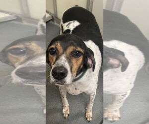 Bluetick Coonhound Dogs for adoption in Glen Allen, VA, USA