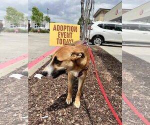 Mutt Dogs for adoption in Shreveport, LA, USA