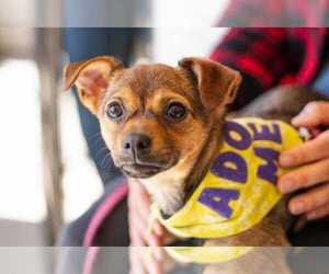 Chihuahua-Unknown Mix Dogs for adoption in Durham, NC, USA