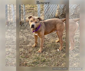 American Pit Bull Terrier-Unknown Mix Dogs for adoption in Kewanee, IL, USA