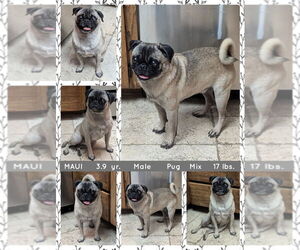 Pug Dogs for adoption in Mesa, AZ, USA