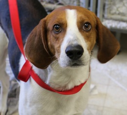 English Foxhound Dogs for adoption in SHELTER  IS LOCATED ON:      Mt Moriah Rd., Winton, NC, USA