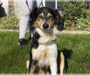 Border-Aussie Dogs for adoption in Lancaster, PA, USA