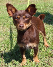 Chiweenie Dogs for adoption in Prattville, AL, USA