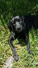 Medium Photo #1 Labrador Retriever-Unknown Mix Puppy For Sale in Rosenberg, TX, USA