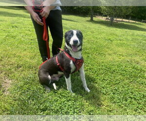 Mutt Dogs for adoption in Sparta, TN, USA