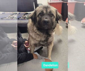 Anatolian Shepherd Dogs for adoption in Richmond, IN, USA