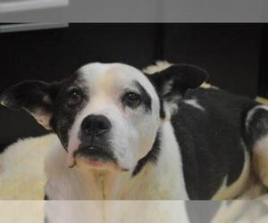 Mutt Dogs for adoption in Olathe, KS, USA