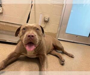 American Bulldog-Unknown Mix Dogs for adoption in Grand Prairie, TX, USA