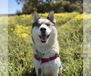Siberian Husky Dogs for adoption in Santa Barbara, CA, USA