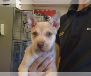 American Pit Bull Terrier Dogs for adoption in Sacramento, CA, USA