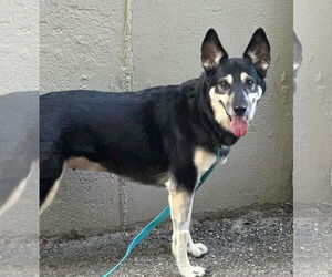 German Shepherd Dog-Unknown Mix Dogs for adoption in St. Ann, MO, USA