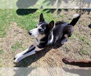 Siberian Husky-Unknown Mix Dogs for adoption in Orange, CA, USA