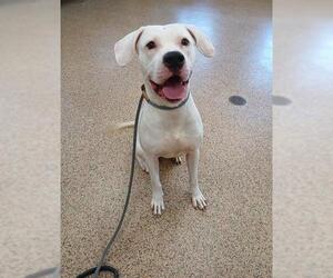 Dogo Argentino-Unknown Mix Dogs for adoption in Springfield, MA, USA
