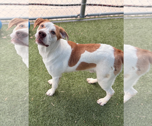 Mutt Dogs for adoption in Woodbury, NY, USA