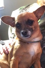 Chiweenie Dogs for adoption in Healdsburg, CA, USA