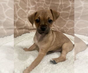 Chihuahua Dogs for adoption in Menifee, CA, USA