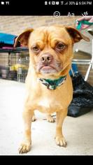 Chug Dogs for adoption in Dallas, TX, USA
