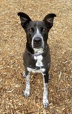 Great Dane Dogs for adoption in Franklin, TN, USA