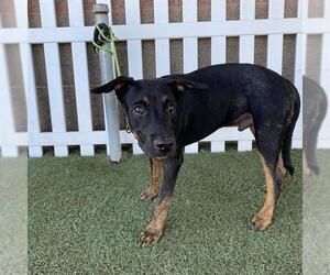 Rottweiler-Unknown Mix Dogs for adoption in Modesto, CA, USA