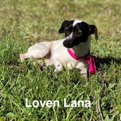 Jack-Rat Terrier Dogs for adoption in Naples, FL, USA