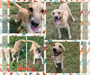 Australian Shepherd-Beagle Mix Dogs for adoption in Blacksburg, SC, USA