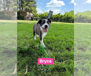 Sheprador Dogs for adoption in Springdale, PA, USA