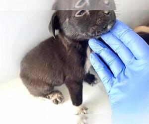 Labrador Retriever Dogs for adoption in Houston, TX, USA