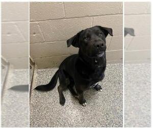 Labrottie Dogs for adoption in Oakhurst, NJ, USA