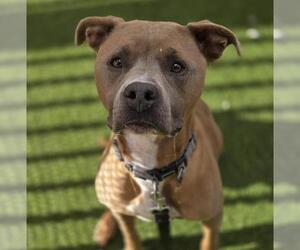 Mutt Dogs for adoption in Las Vegas, NV, USA