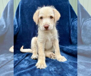 Golden Retriever Dogs for adoption in Menifee, CA, USA