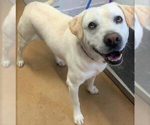 Labrador Retriever-Unknown Mix Dogs for adoption in Point Pleasant, PA, USA