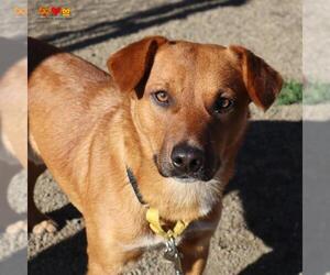 Mutt Dogs for adoption in Center Township, PA, USA