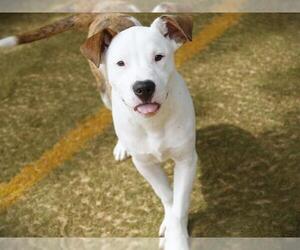 American Staffordshire Terrier-Labrador Retriever Mix Dogs for adoption in Tallahassee, FL, USA