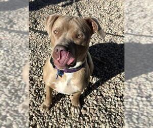 Mutt Dogs for adoption in Fort Collins, CO, USA