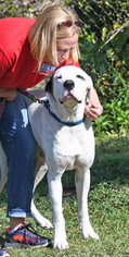 Medium Photo #1 Great Dane-Unknown Mix Puppy For Sale in Fernandina Beach, FL, USA