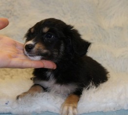 Border-Aussie Dogs for adoption in Meridian, MS, USA