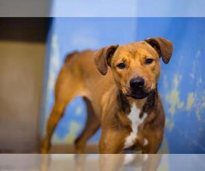 Catahoula Leopard Dog-Unknown Mix Dogs for adoption in Orlando, FL, USA