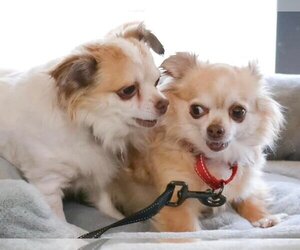 Chihuahua Dogs for adoption in Florence, KY, USA