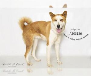 Akita Dogs for adoption in Moreno Valley, CA, USA