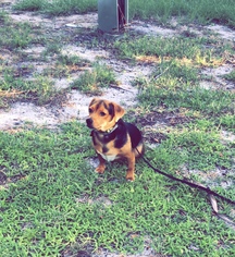 Dachshund-Unknown Mix Dogs for adoption in Royal Palm Beach, FL, USA