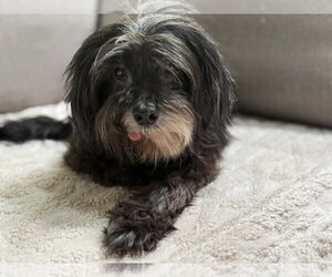 Lhasa Apso-Miniature Schnauzer Mix Dogs for adoption in Phoenix, AZ, USA