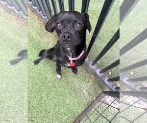 Chihuahua-Unknown Mix Dogs for adoption in Phoenix, AZ, USA