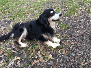 Small Border Collie-Cocker Spaniel Mix